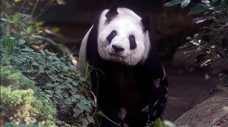 panda gigante